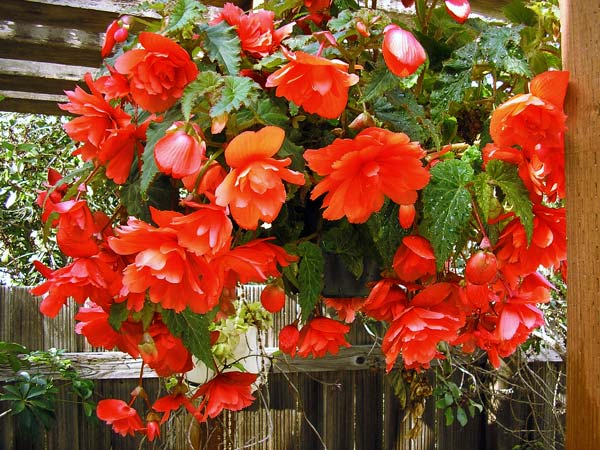 begonias