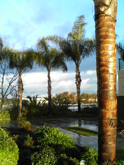 Palm trees after a rain