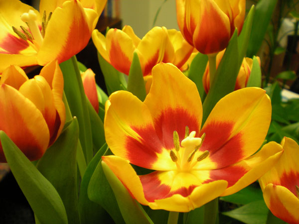 Yellow and red tulips