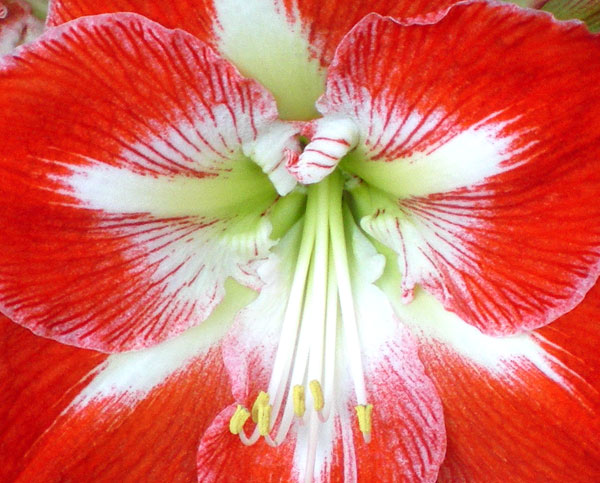 amaryllis