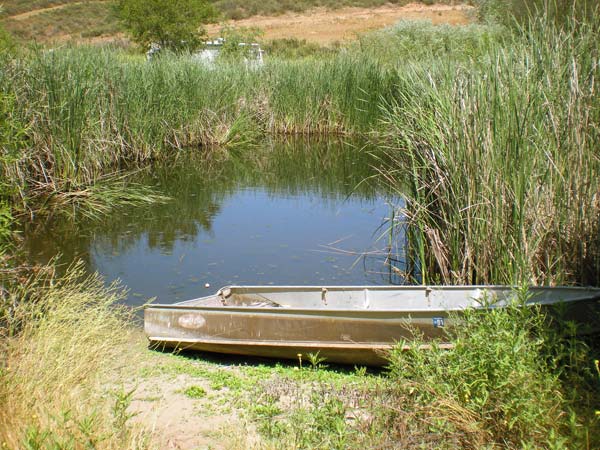 boat on a pond among reeds