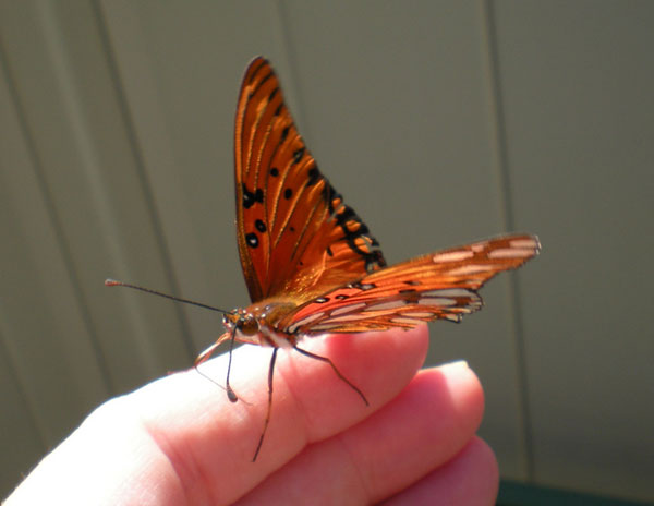 Butterfly on hand