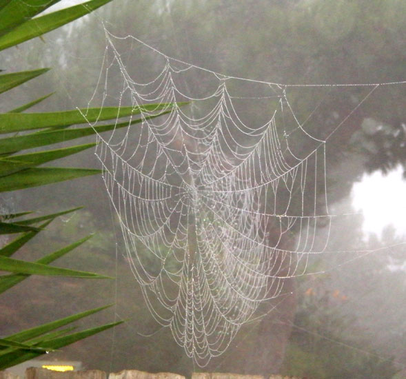 spiderweb in dew