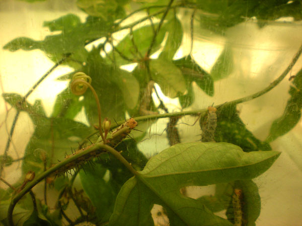 caterpilllars
