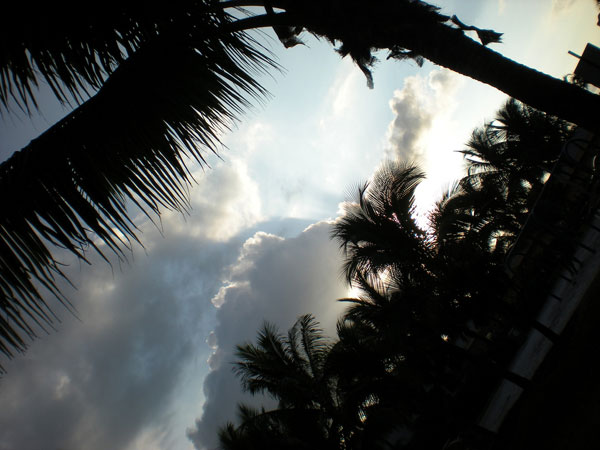 palm trees clouds