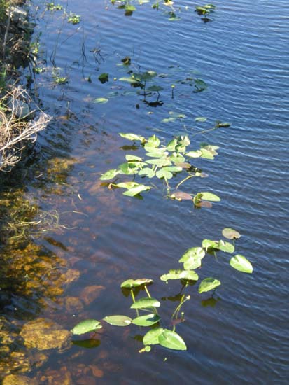 Everglades