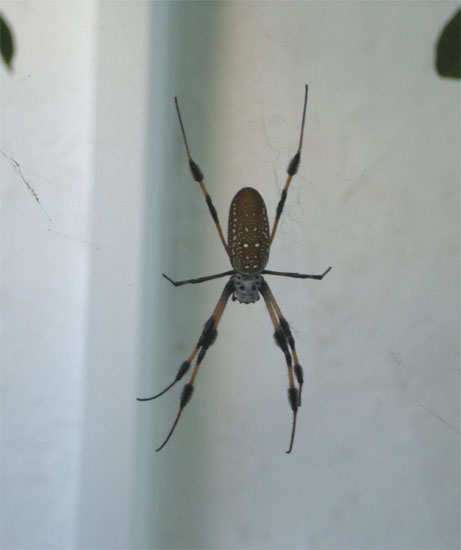 banana spider