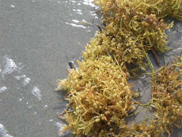 kelp washed ashore