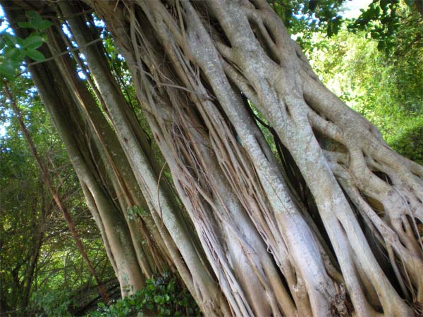 banyan tree