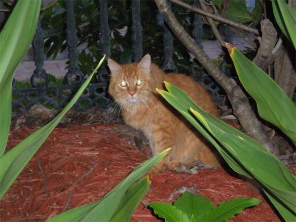 cat with glowing eyes