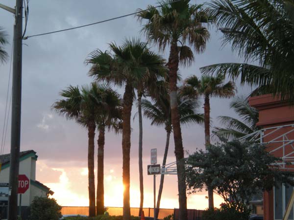 Palms in Sunrise