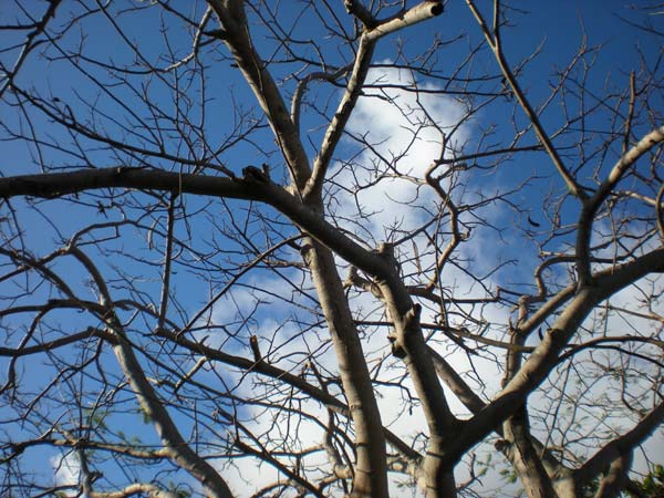 tree branches against the sky