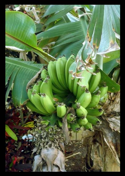 Bananas on tree