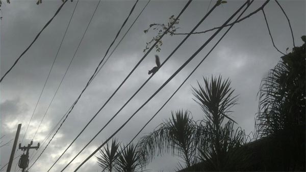 squirrel on electrical wire