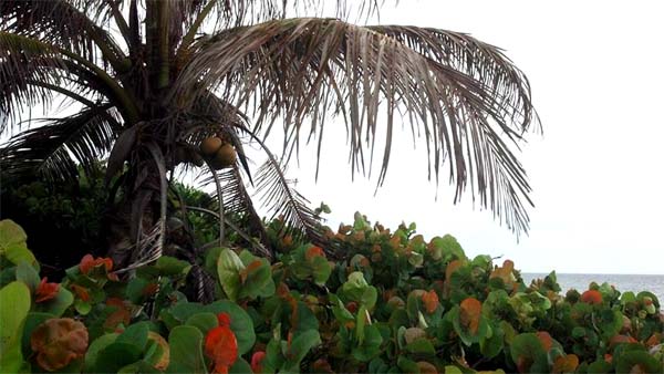 Coconut palm and beach plants