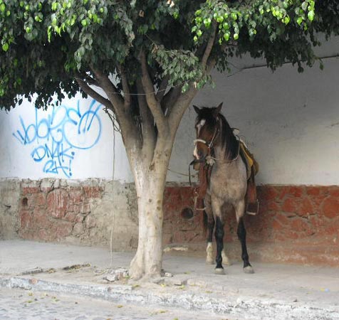 A horse tethered to a tree in Guadalajara