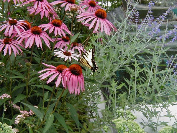 A tiger swallowtail butterfly rests on a purple coneflower