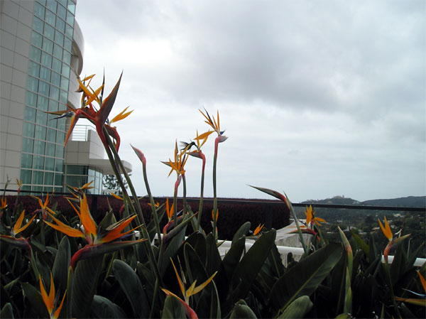 hummingbird and birds of paradise