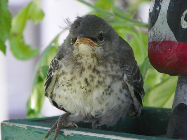 immature mockingbird