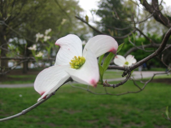 Dogwood blossom