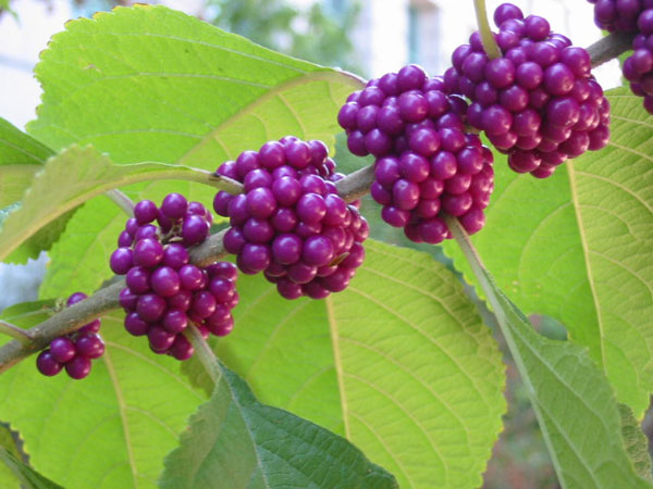 Purple berries