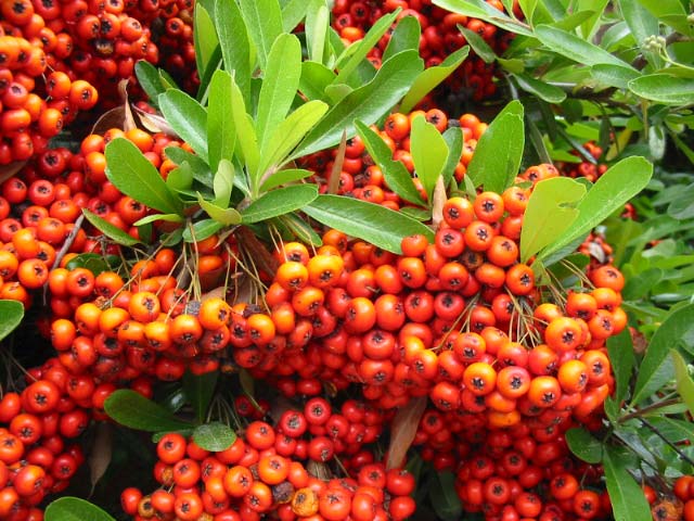 pyracantha berries