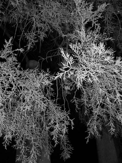 black and white photo treatment of plant