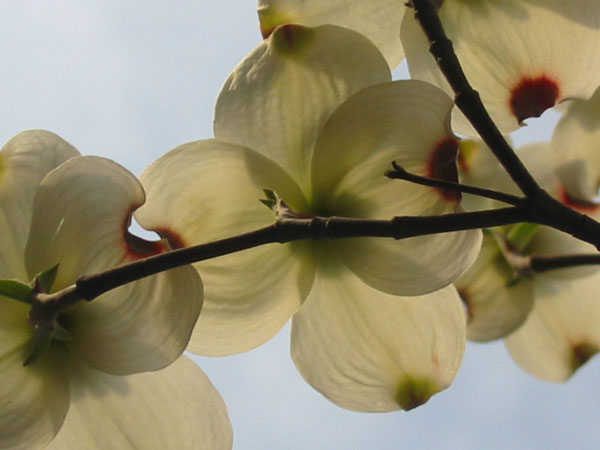 dogwood blossoms