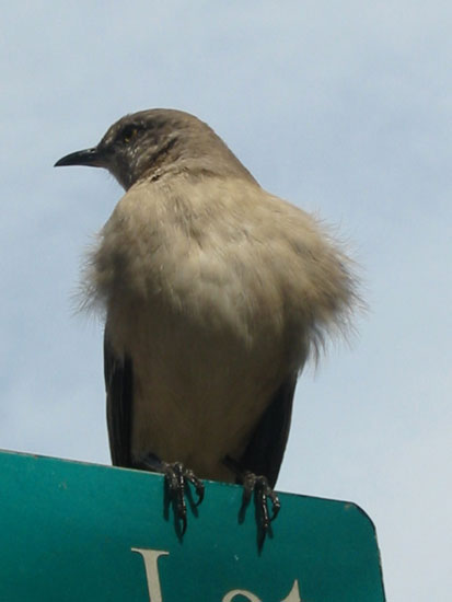mockingbird in the wind