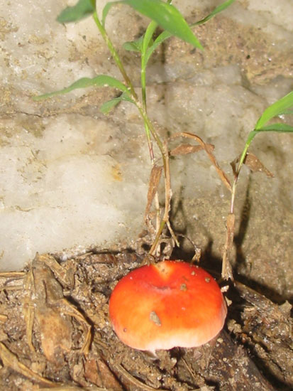 orange mushroom