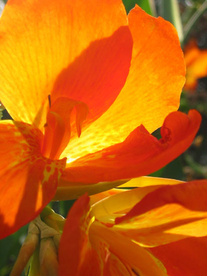 Orange canna lilies