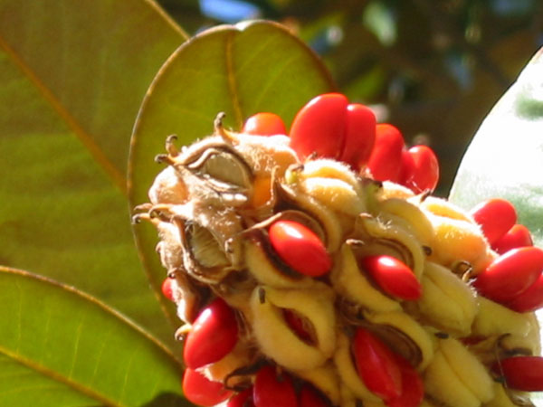 magnolia seeds