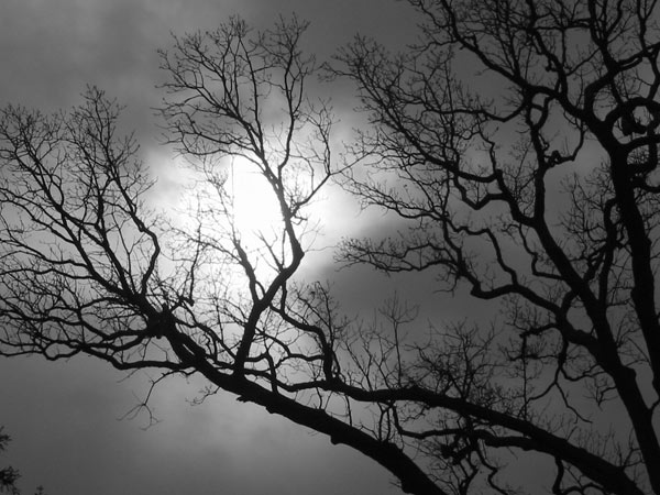 trees against a winter sky