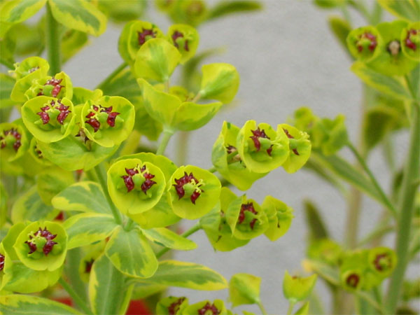 green flowers