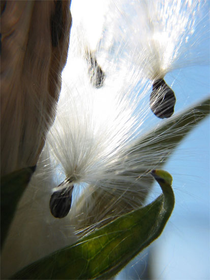 milkweed seeds
