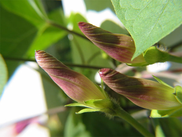 morning glory buds