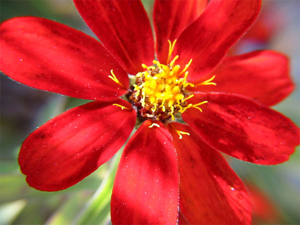 red flower