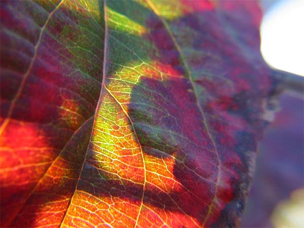 Colored leaf