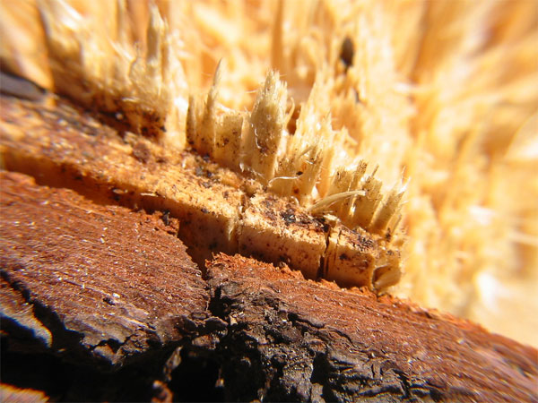 Close up of cut wood