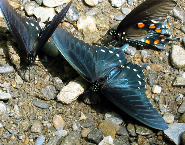 Butterflies black swallowtail