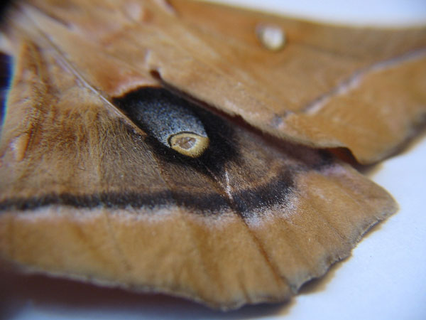 polyphemus moth wing