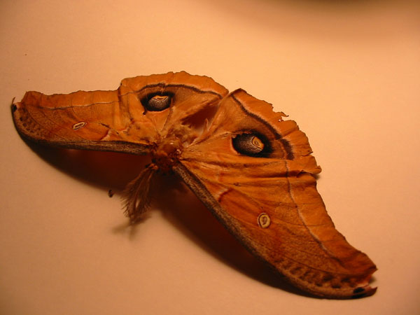 polyphemus moth