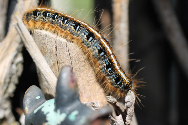 Eastern tent caterpillar