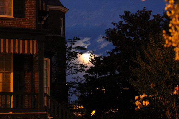 moonrise Savannah