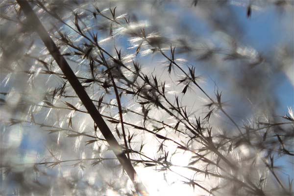 pampas grass seeds