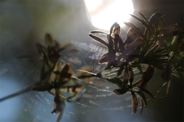 webs and leaves