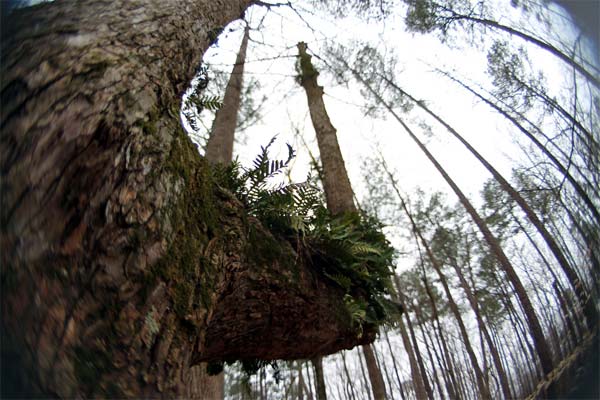 forest ferns