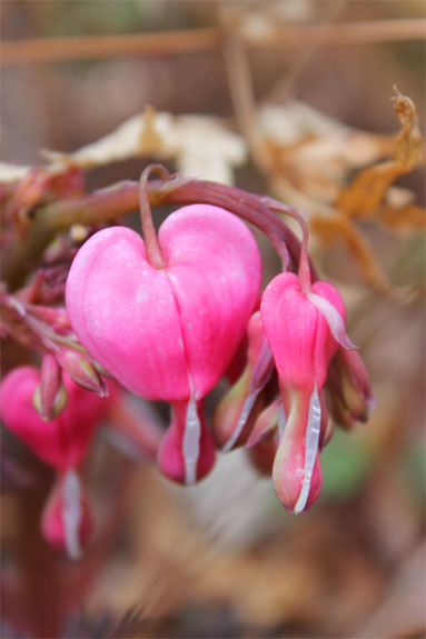 dicentra