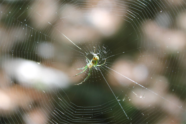 spider on web