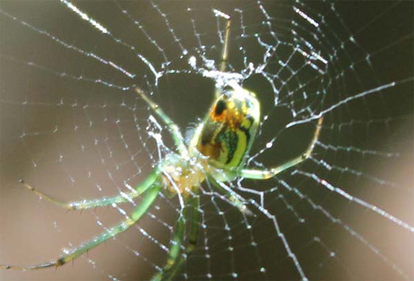 closeup of spider